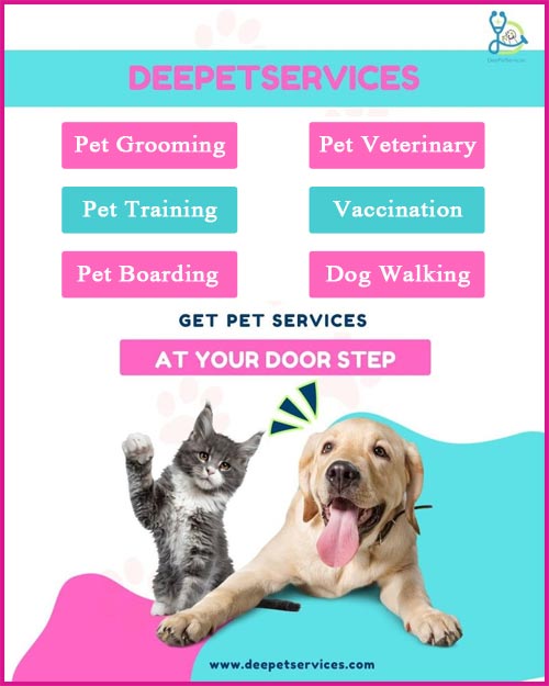 DeePet Services - Pet Care Services