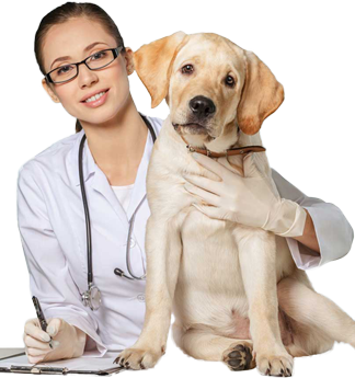 dog health care